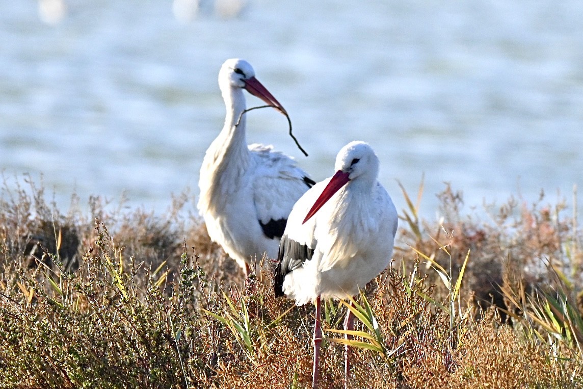 White Stork - ML646394833