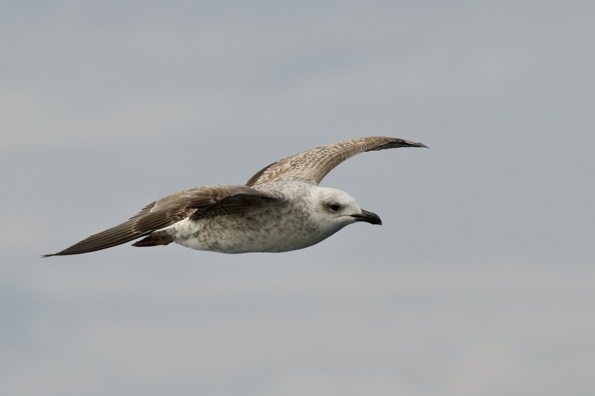 Yellow-legged Gull - ML646394834