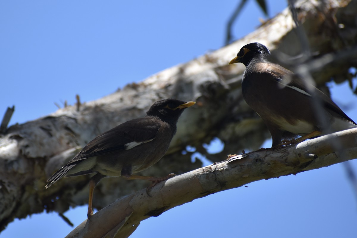 Common Myna - ML646394836