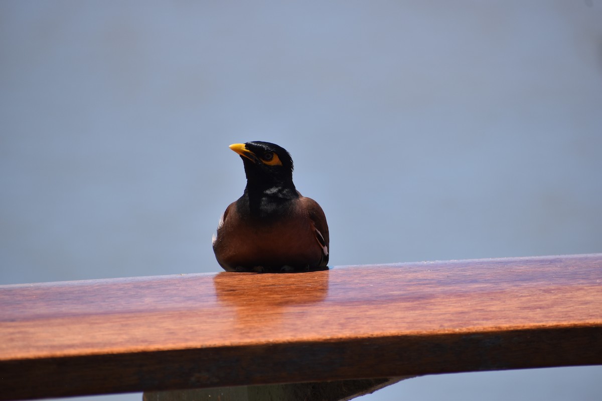 Common Myna - ML646394837