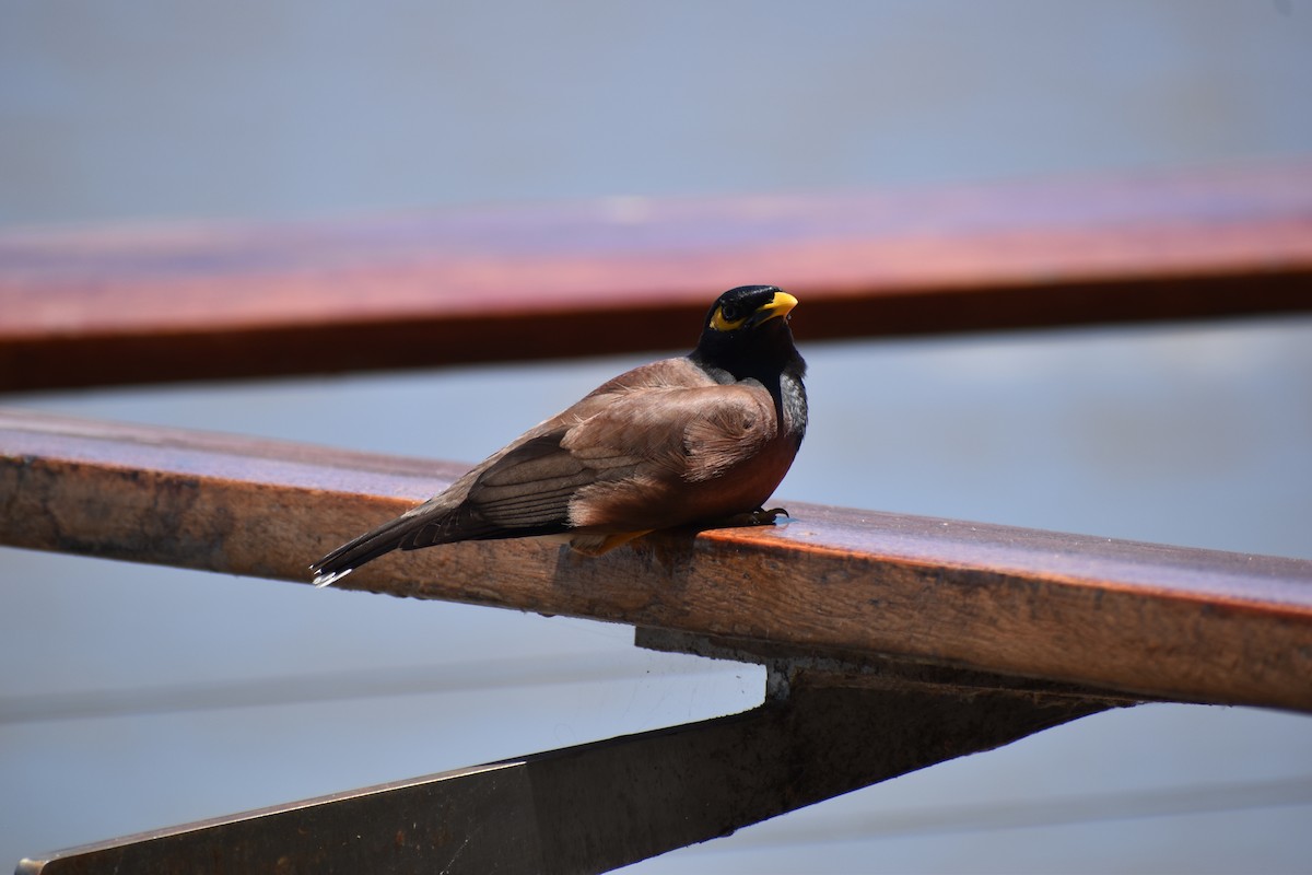 Common Myna - ML646394838