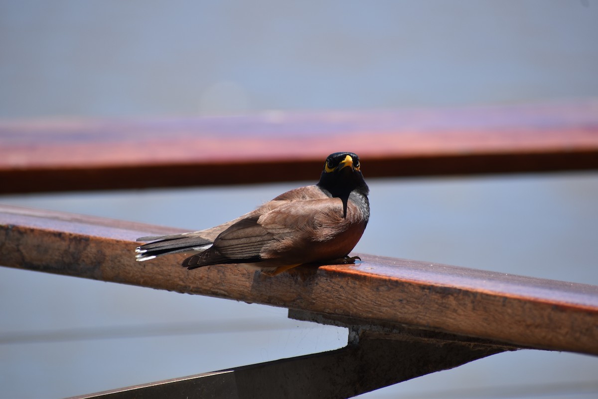 Common Myna - ML646394839