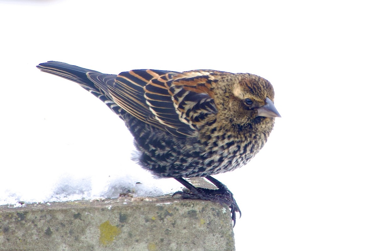 Red-winged Blackbird - ML646394840