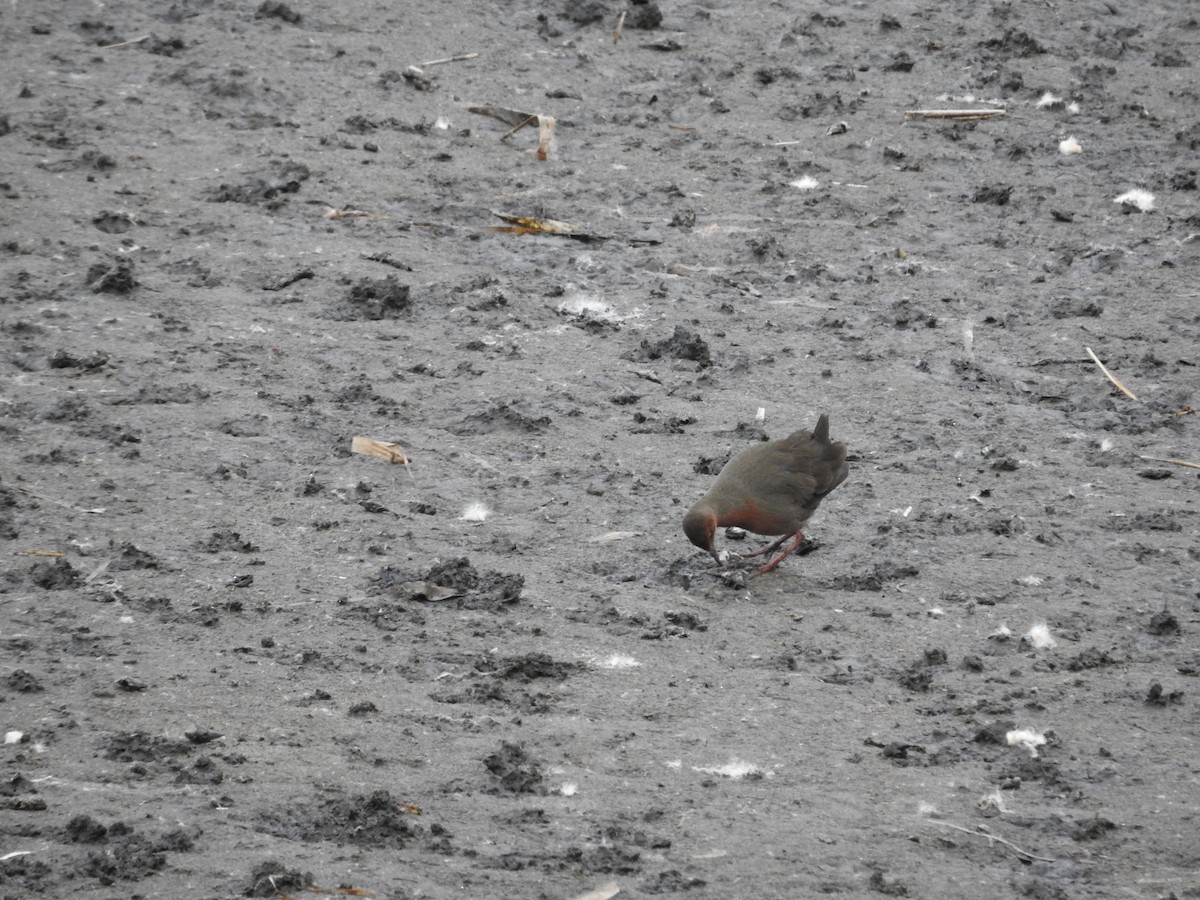 kastanjerikse - ML646394843