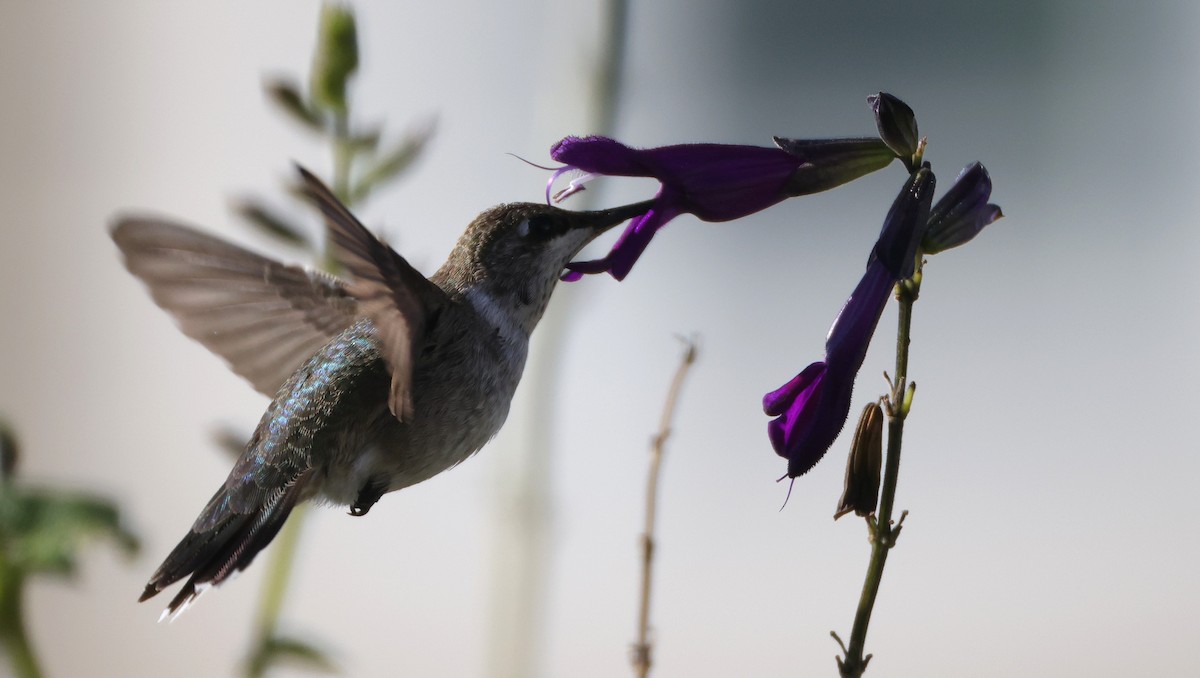 Black-chinned Hummingbird - ML646394844