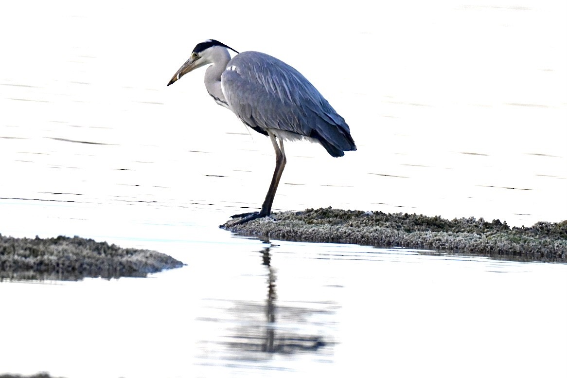 Koartza hauskara - ML646394846