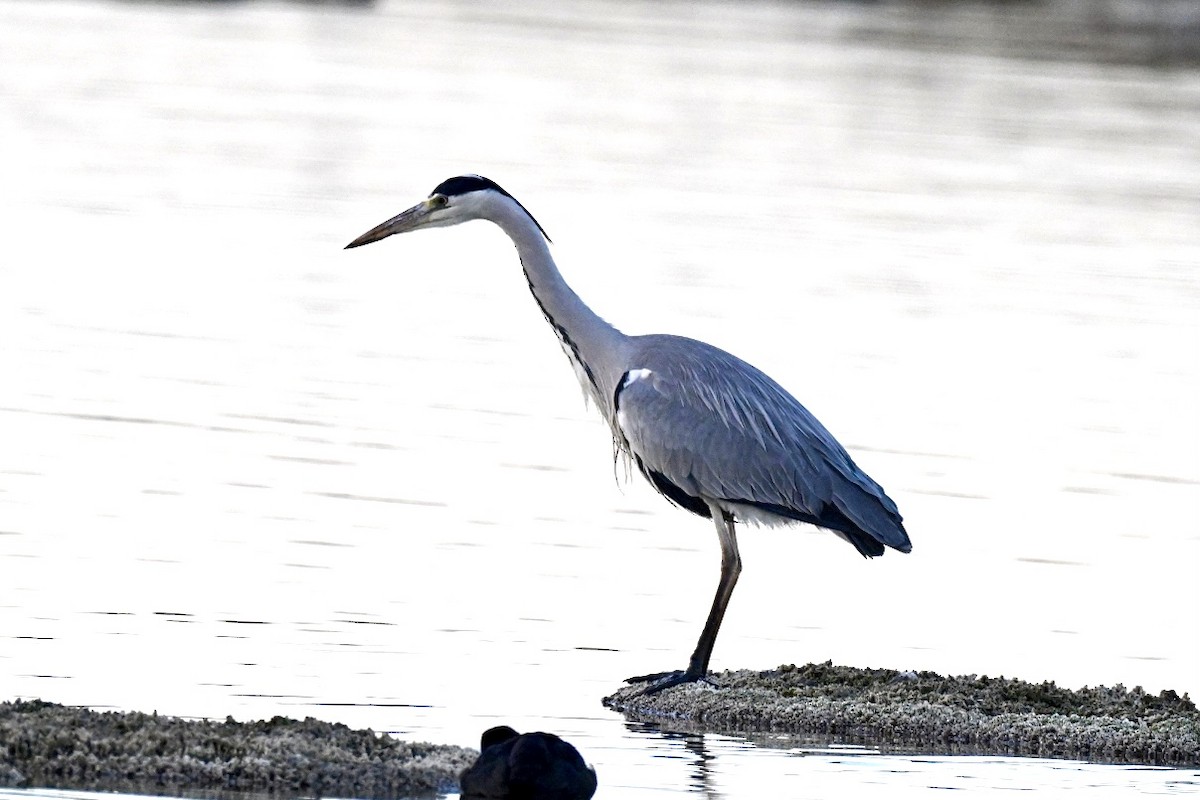 Koartza hauskara - ML646394847