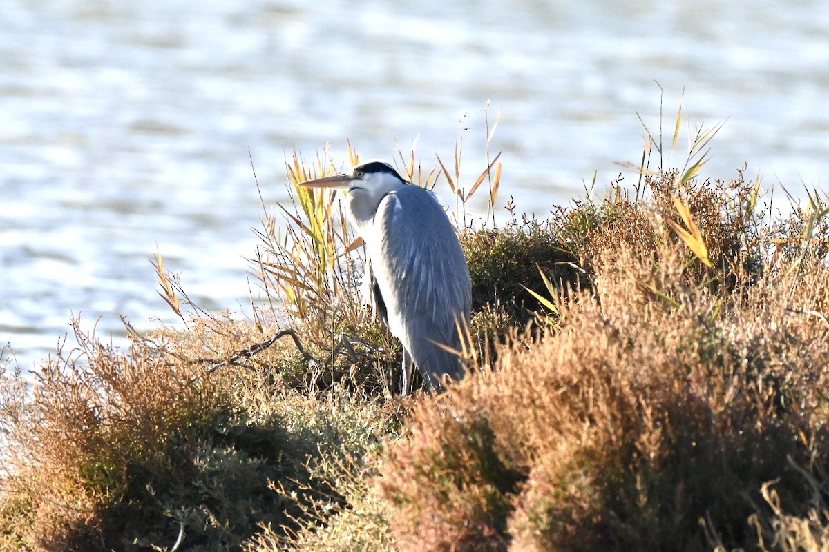 Koartza hauskara - ML646394848