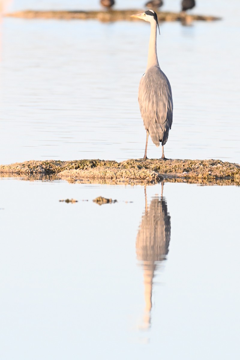 Koartza hauskara - ML646394849