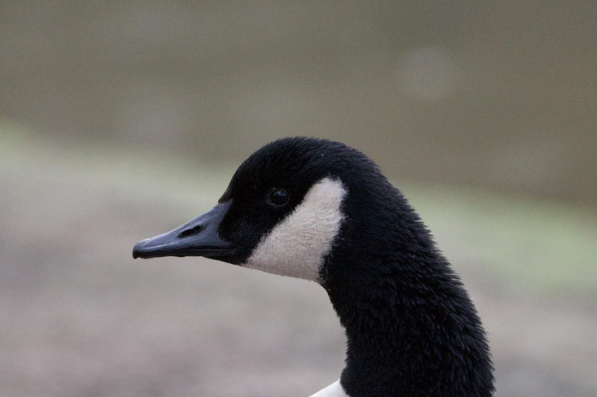 Canada Goose - ML646394850