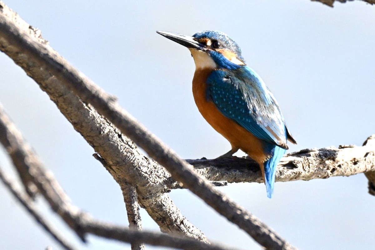 Common Kingfisher - ML646394851