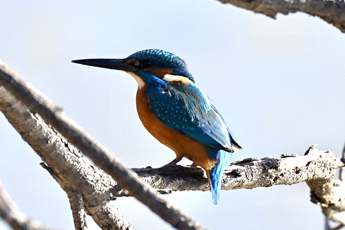 Common Kingfisher - ML646394852