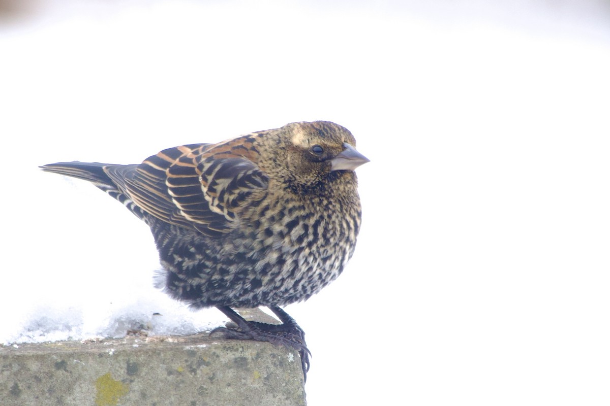 Red-winged Blackbird - ML646394857