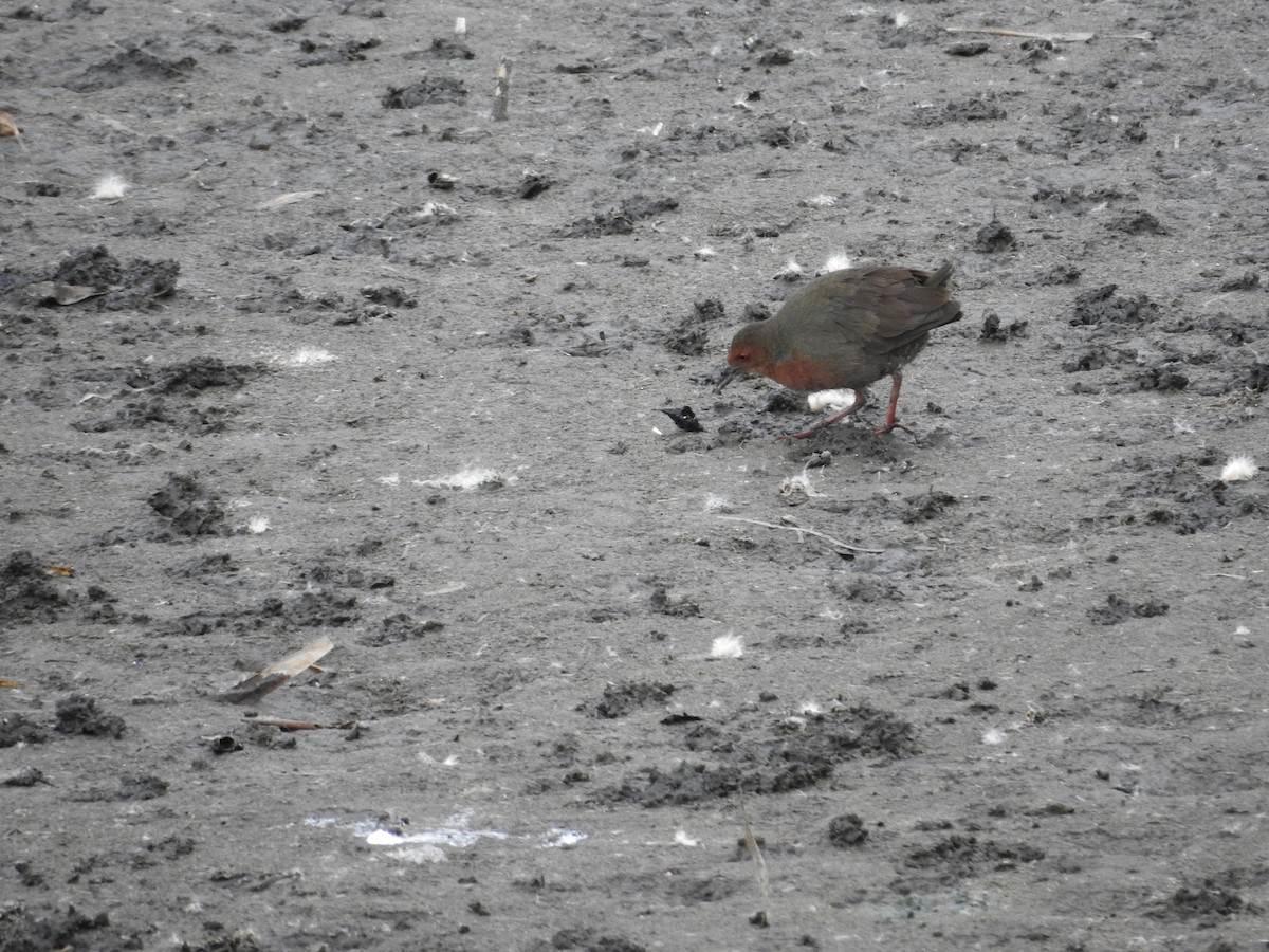 kastanjerikse - ML646394858