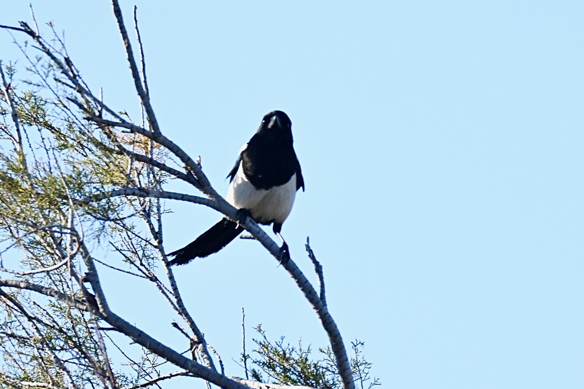Eurasian Magpie - ML646394860