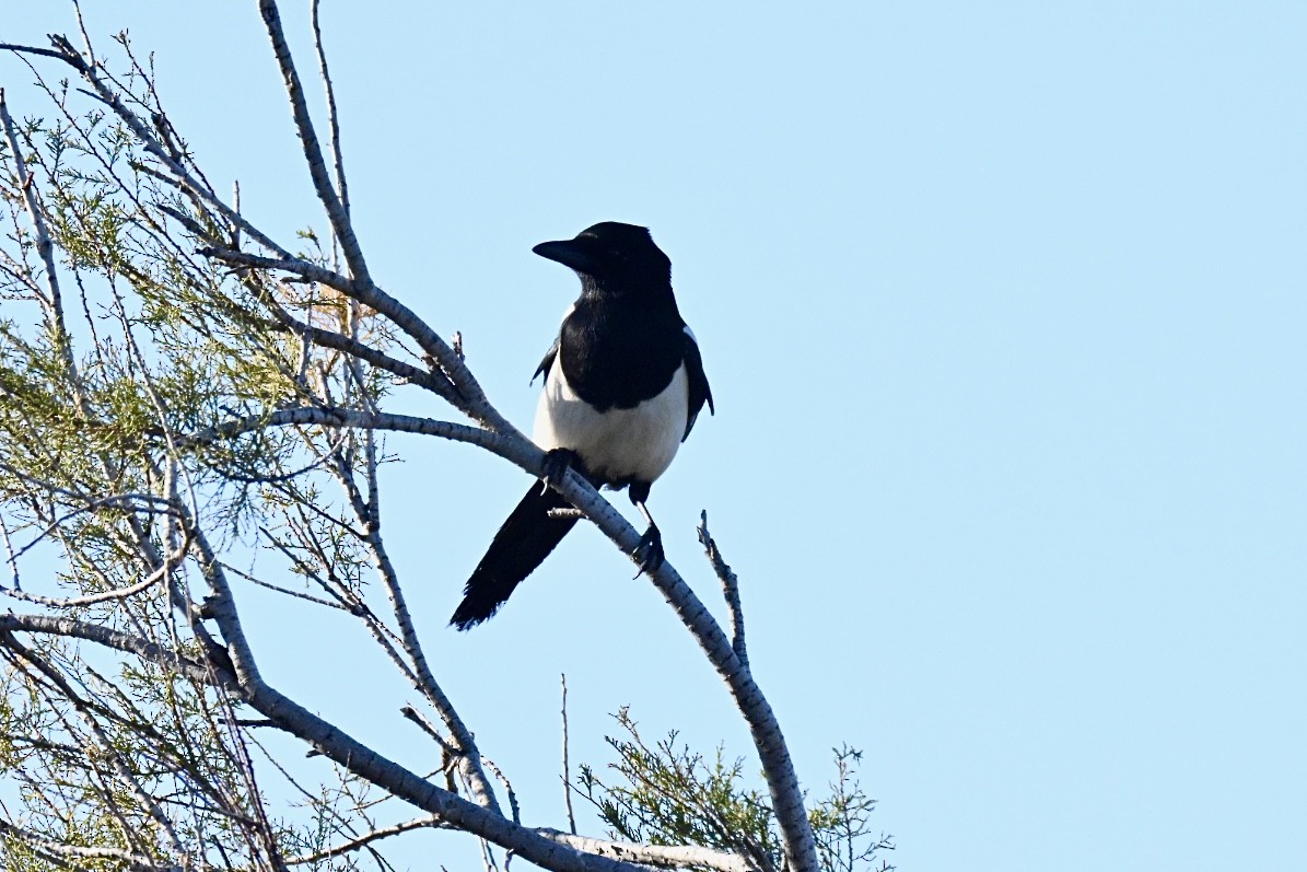 Eurasian Magpie - ML646394861