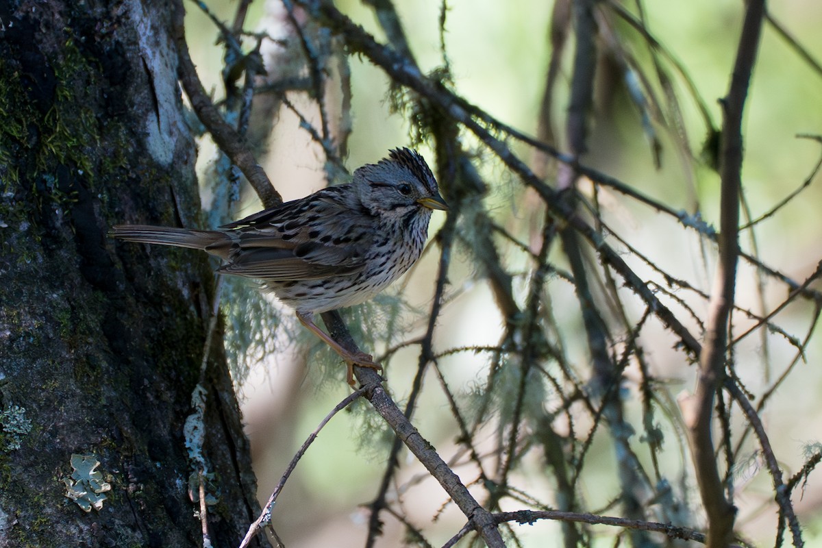 strnadec pruhohlavý - ML646394862