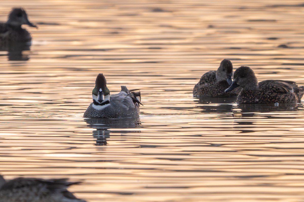 ヨシガモ - ML646394863