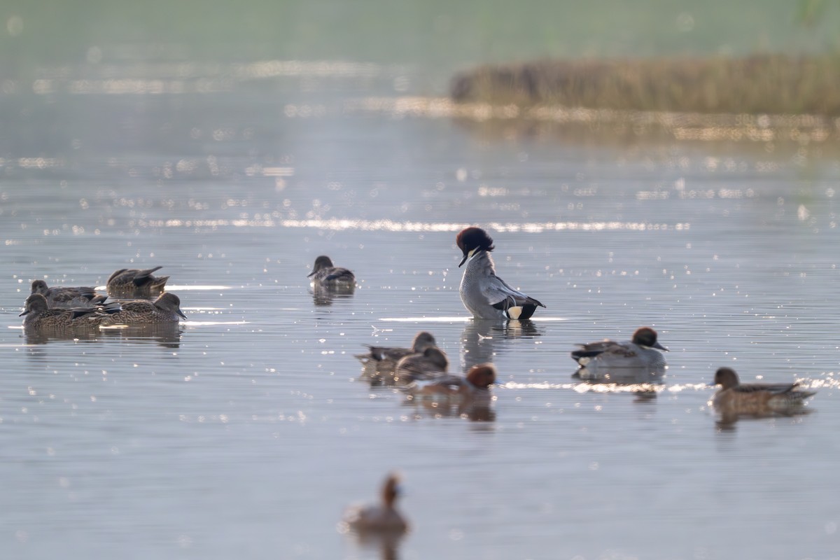 ヨシガモ - ML646394864