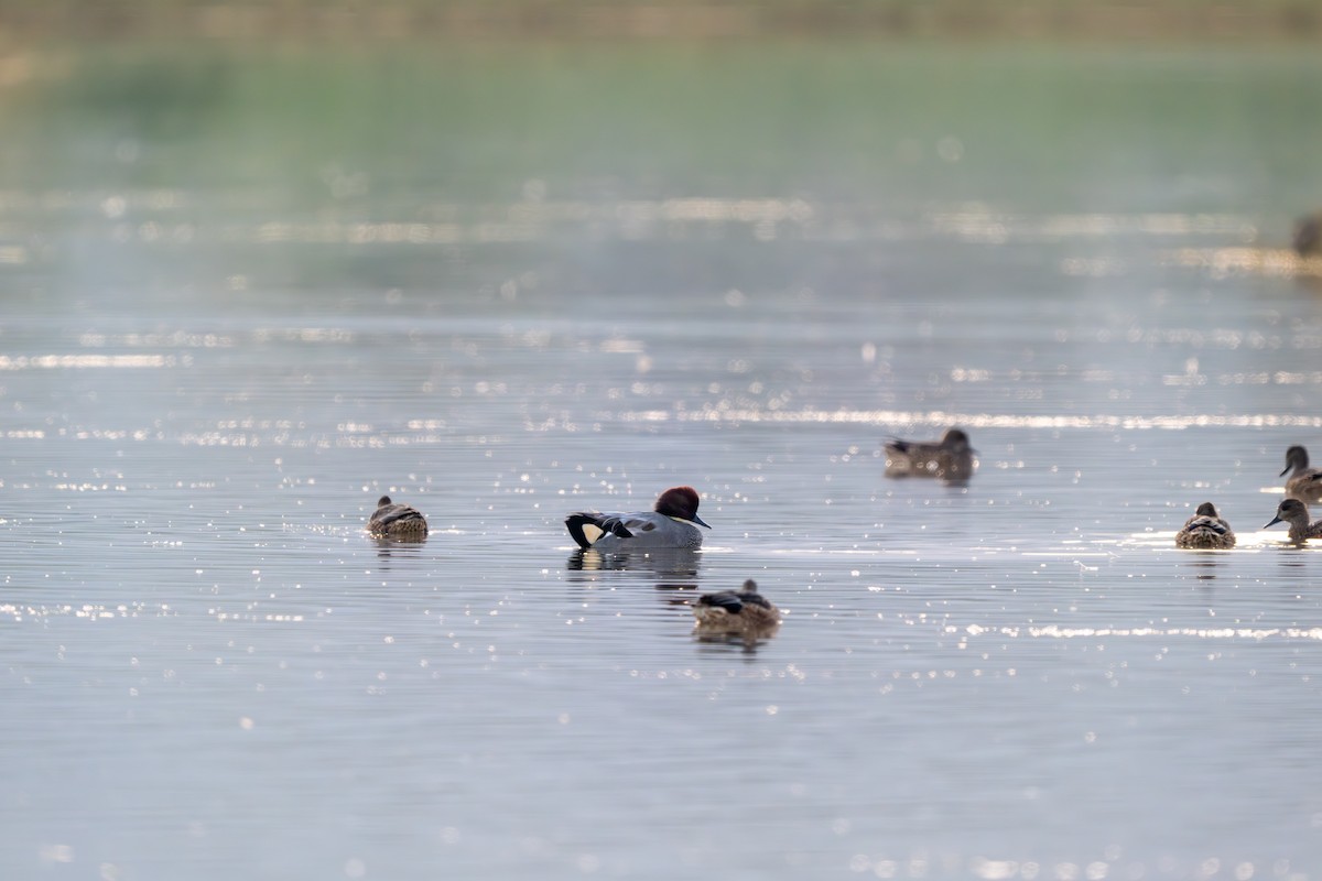 ヨシガモ - ML646394865