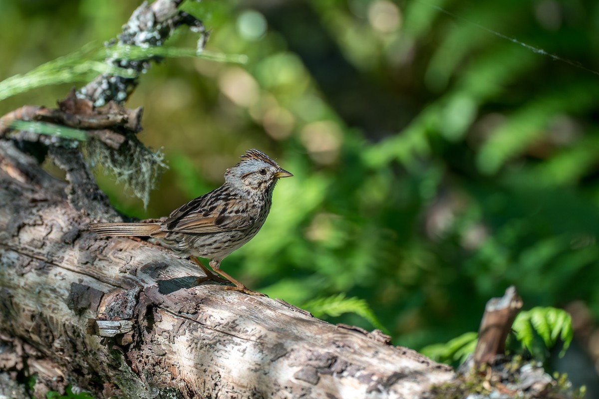 strnadec pruhohlavý - ML646394866