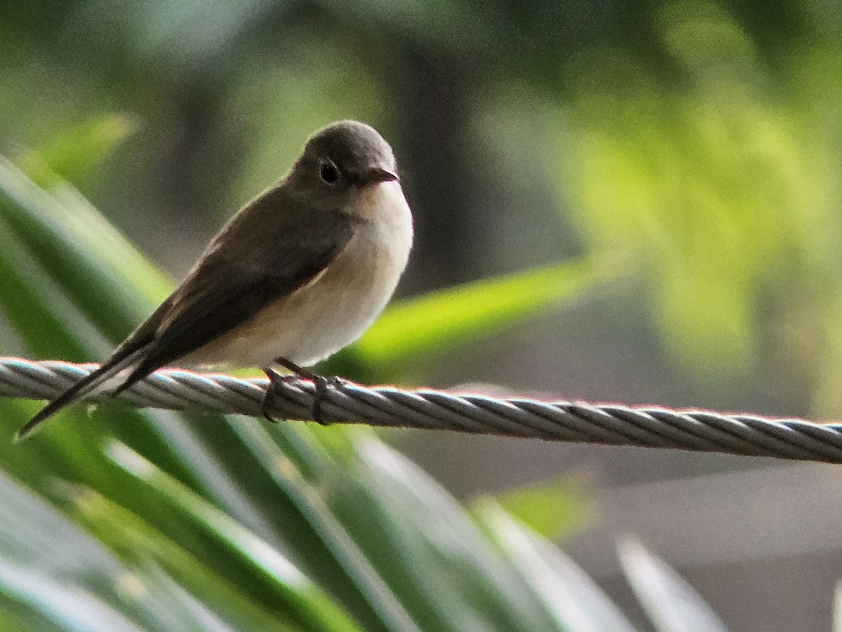 Red-breasted Flycatcher - ML646394867