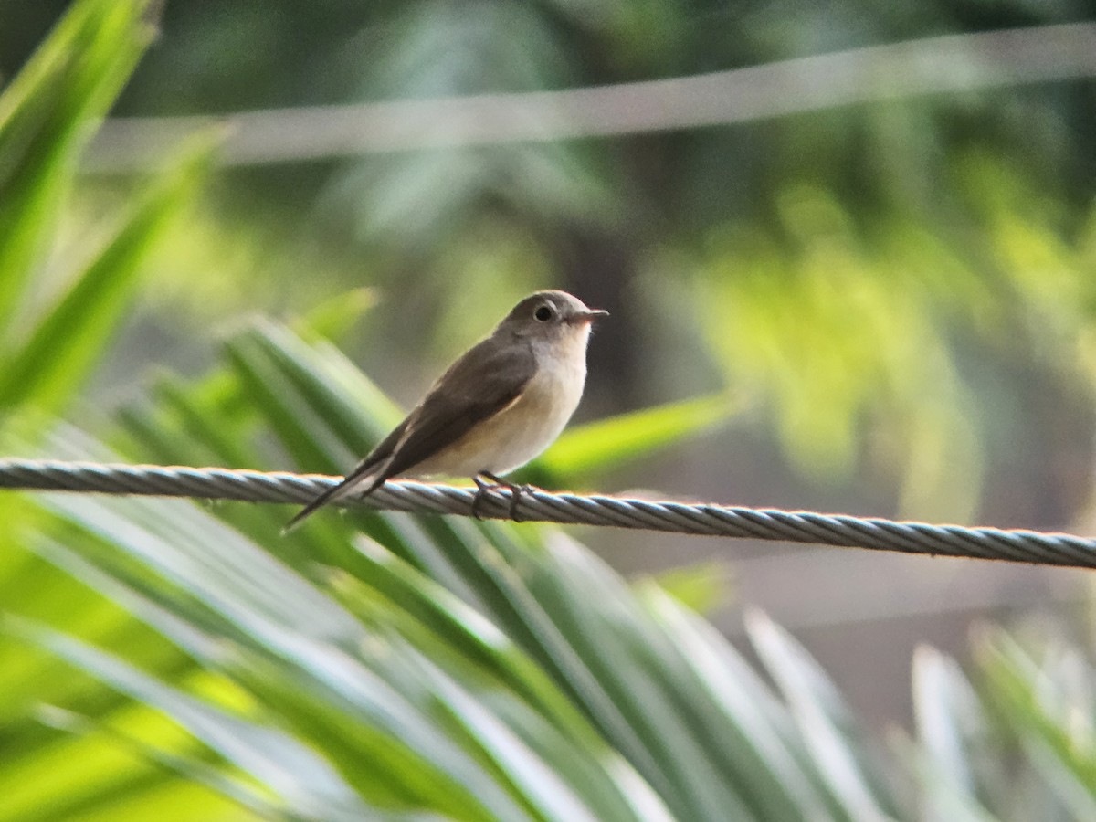 Red-breasted Flycatcher - ML646394868