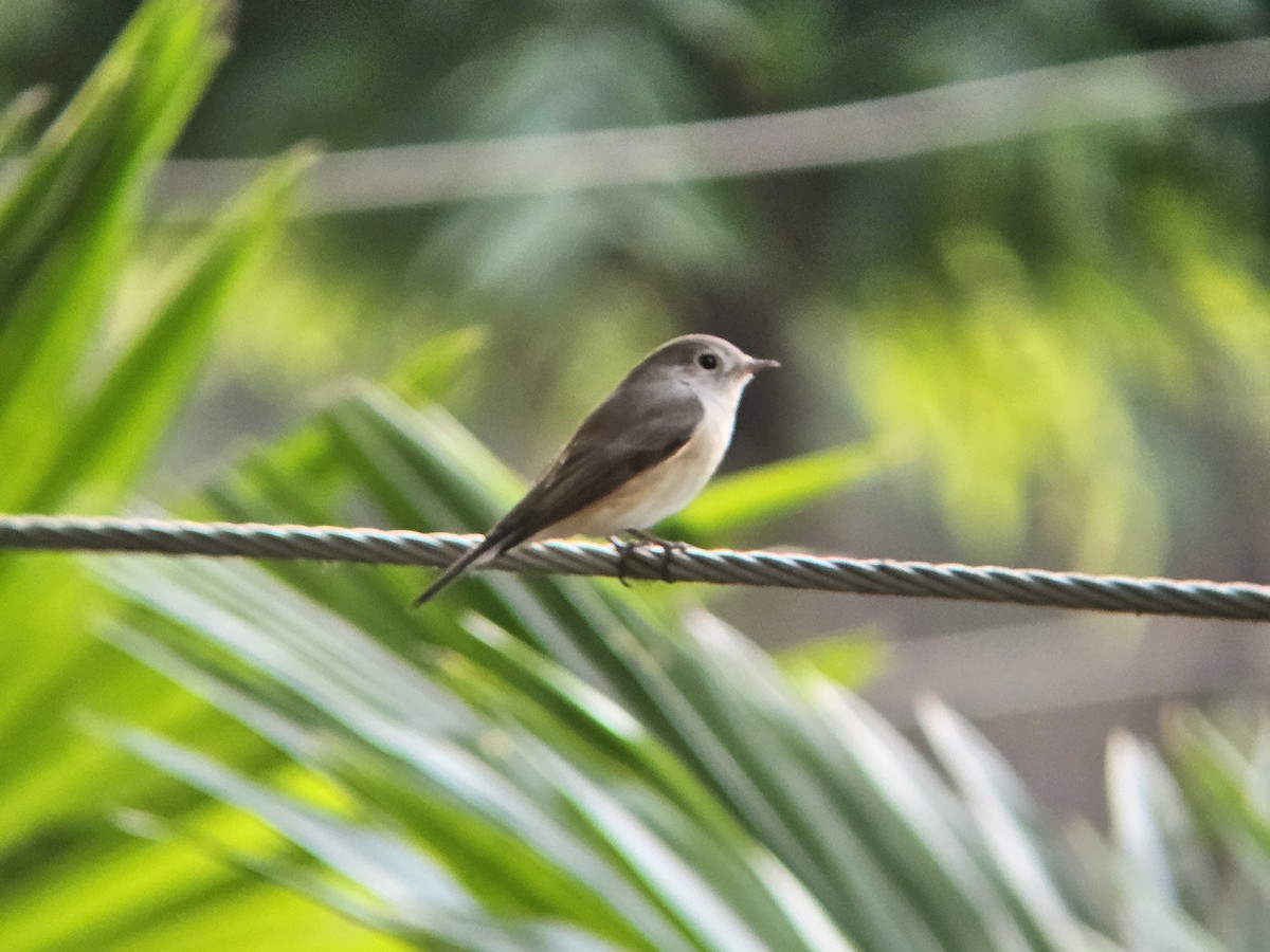 Red-breasted Flycatcher - ML646394869