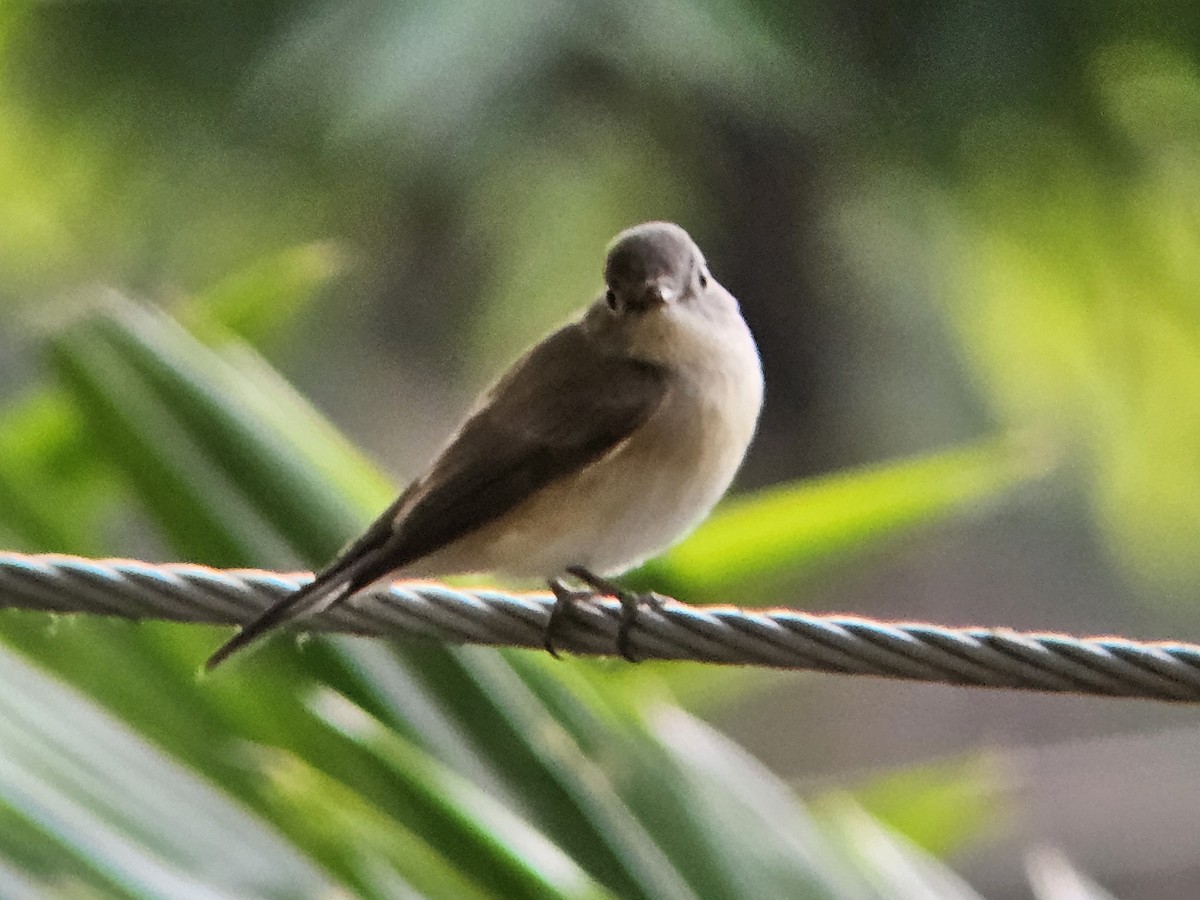 Red-breasted Flycatcher - ML646394870