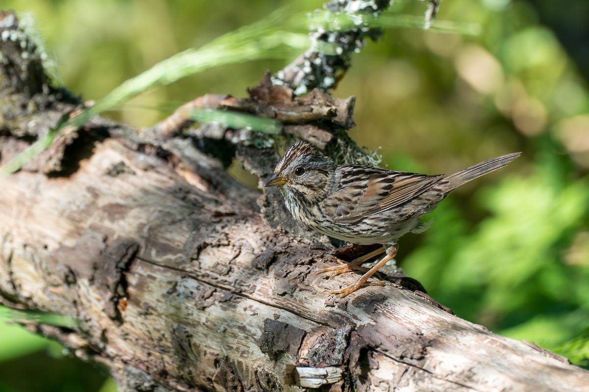 strnadec pruhohlavý - ML646394871