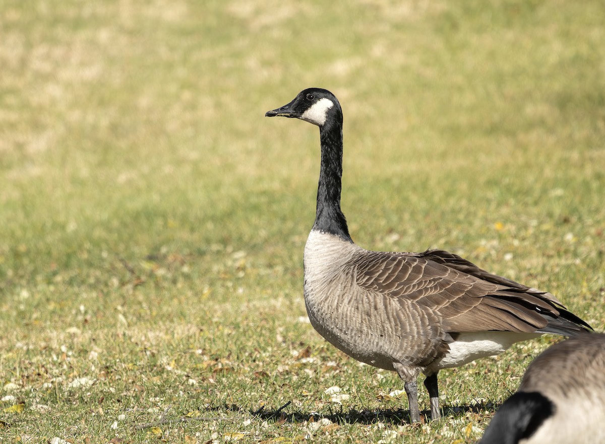 Canada Goose - ML646394872