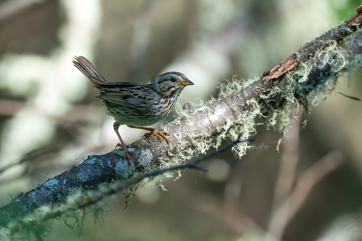 strnadec pruhohlavý - ML646394873