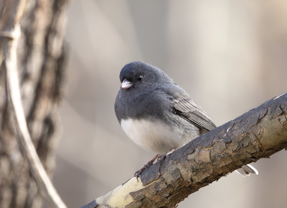 Dark-eyed Junco - ML646394874