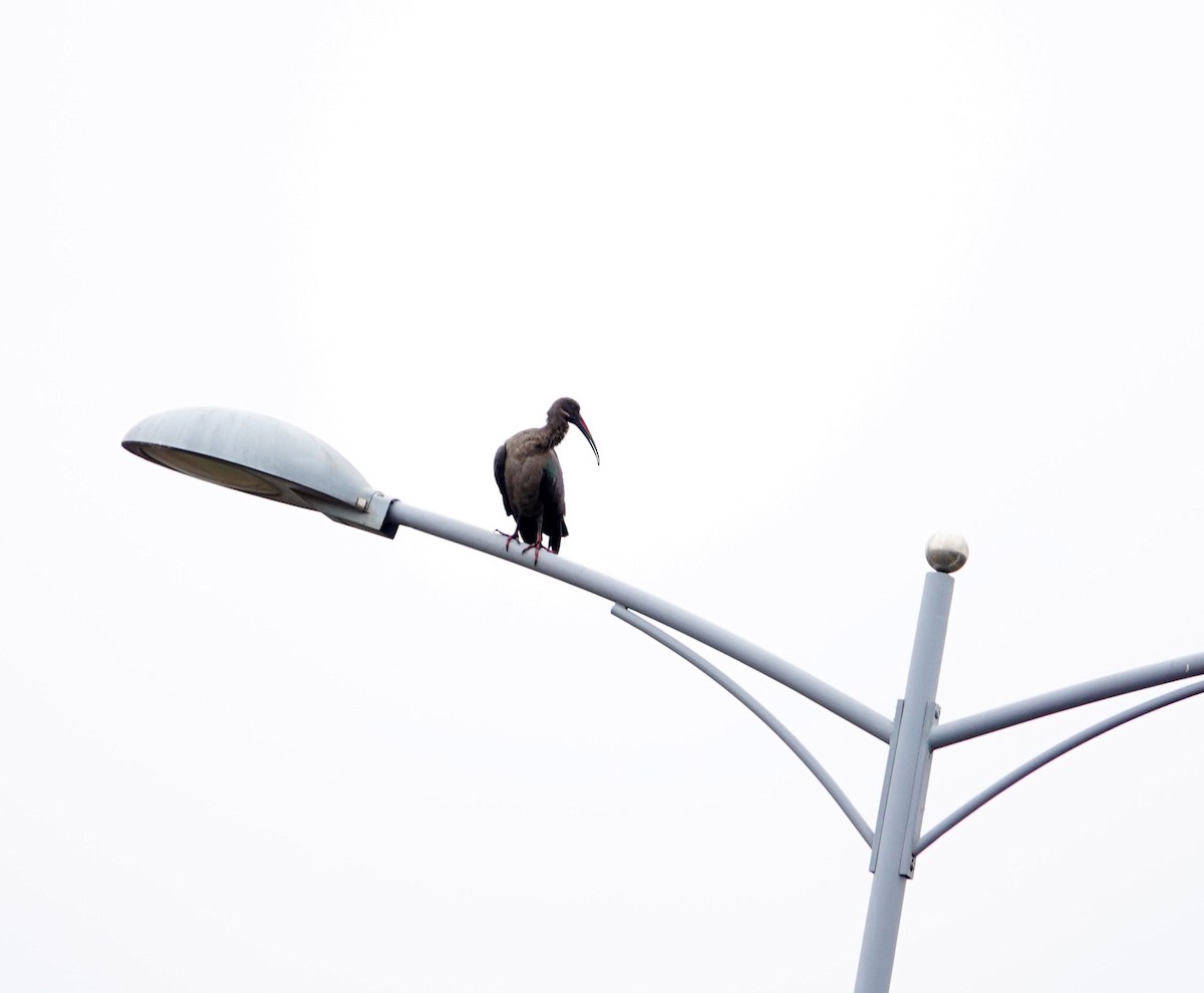 hadadaibis - ML646394875