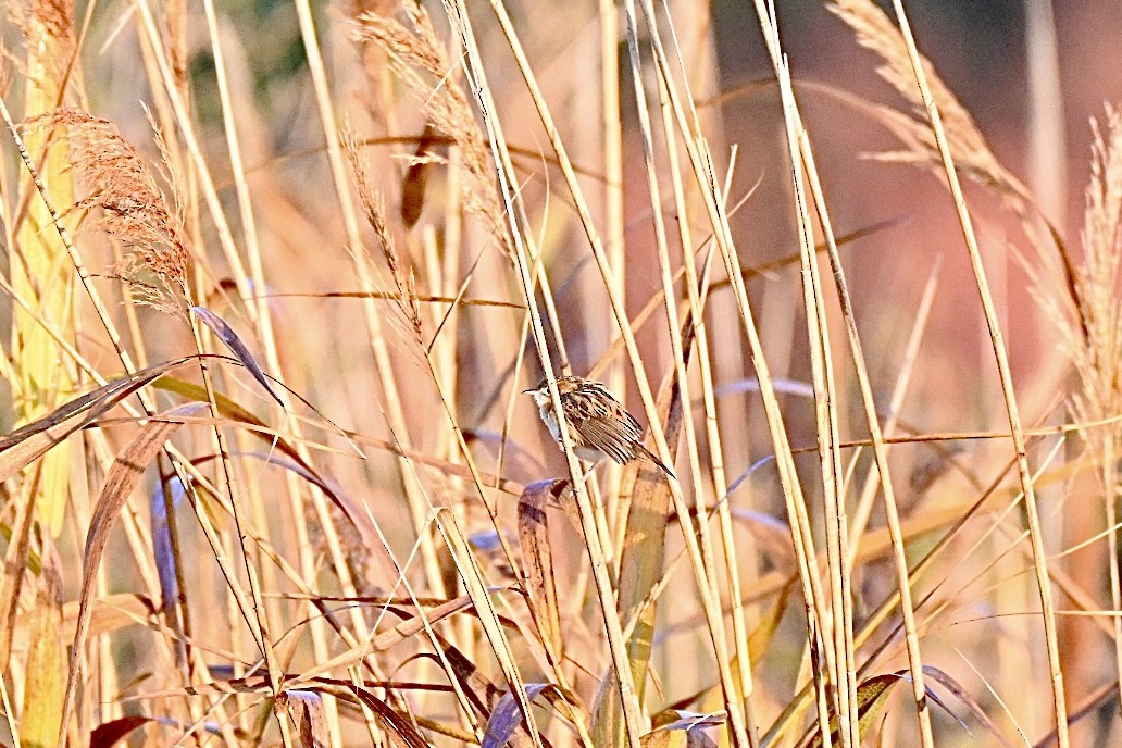 Zitting Cisticola - ML646394876