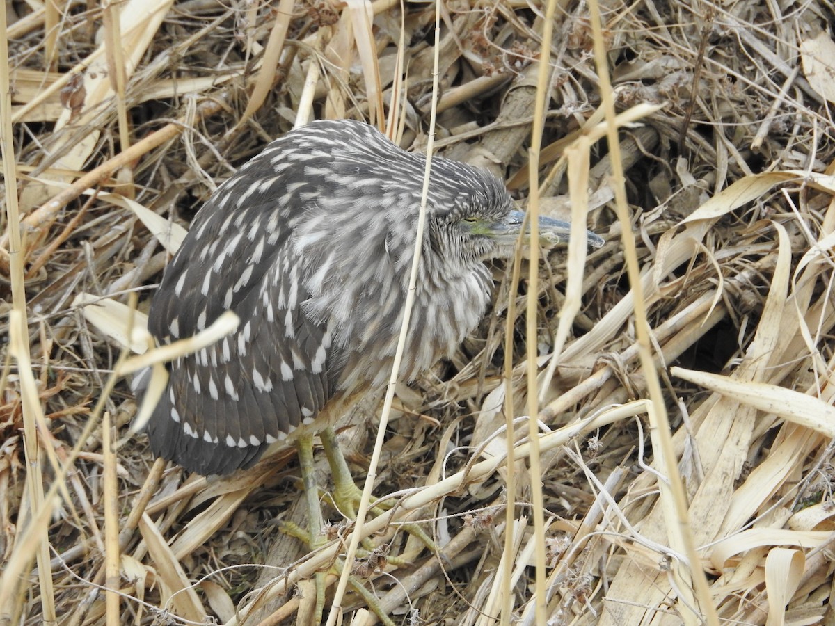 natthegre - ML646394878