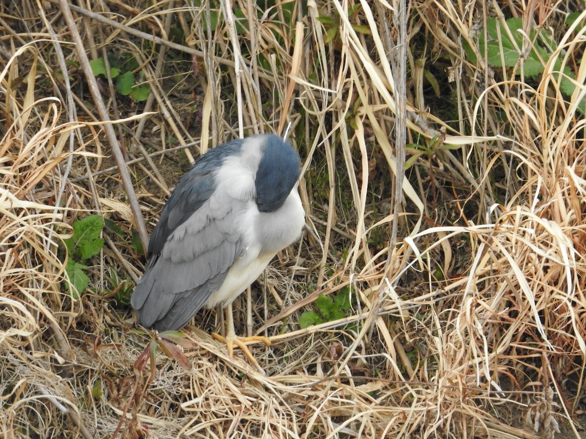 natthegre - ML646394881