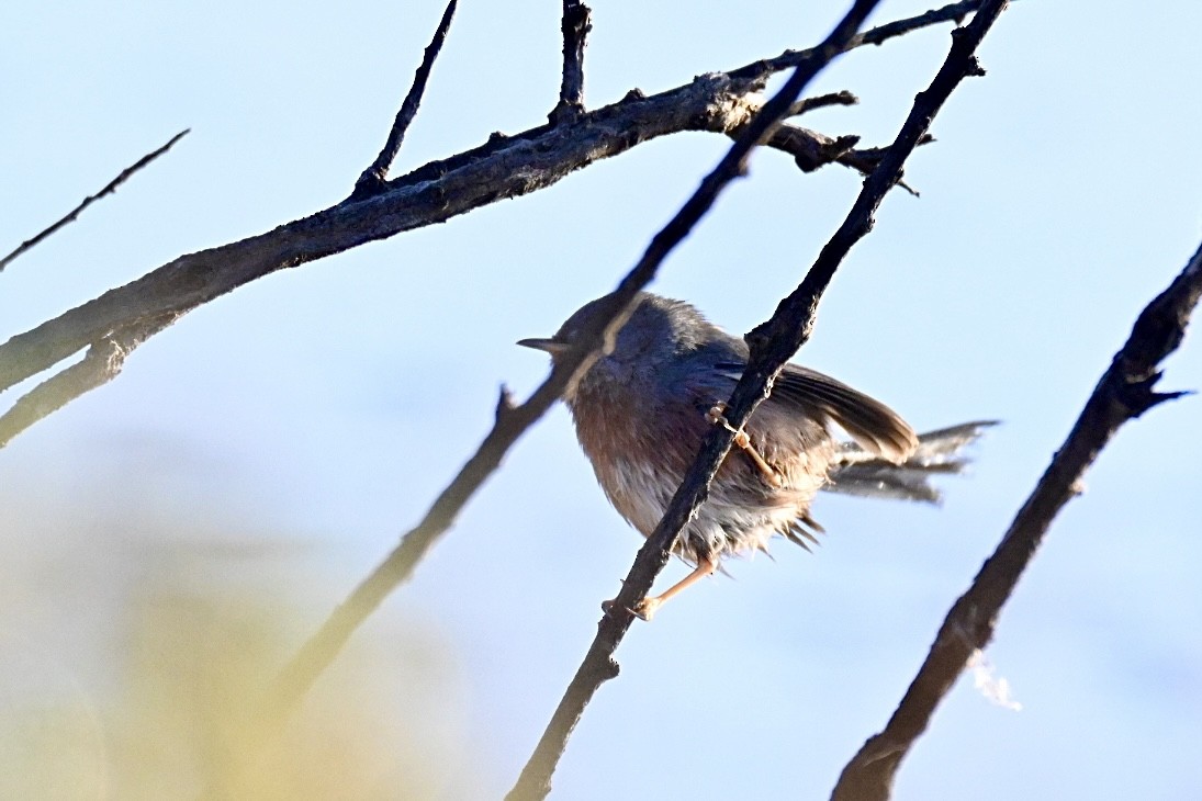 Dartford Warbler - ML646394882