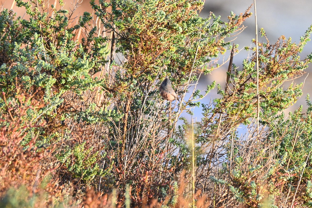 Dartford Warbler - ML646394883