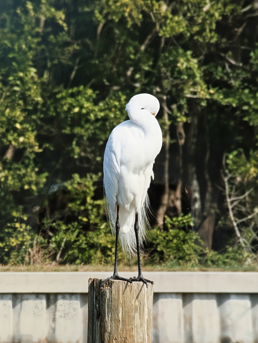 Great Egret - ML646394884