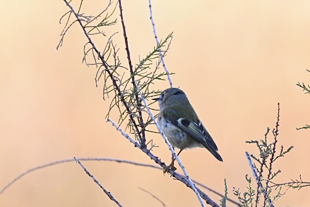 Goldcrest - ML646394885