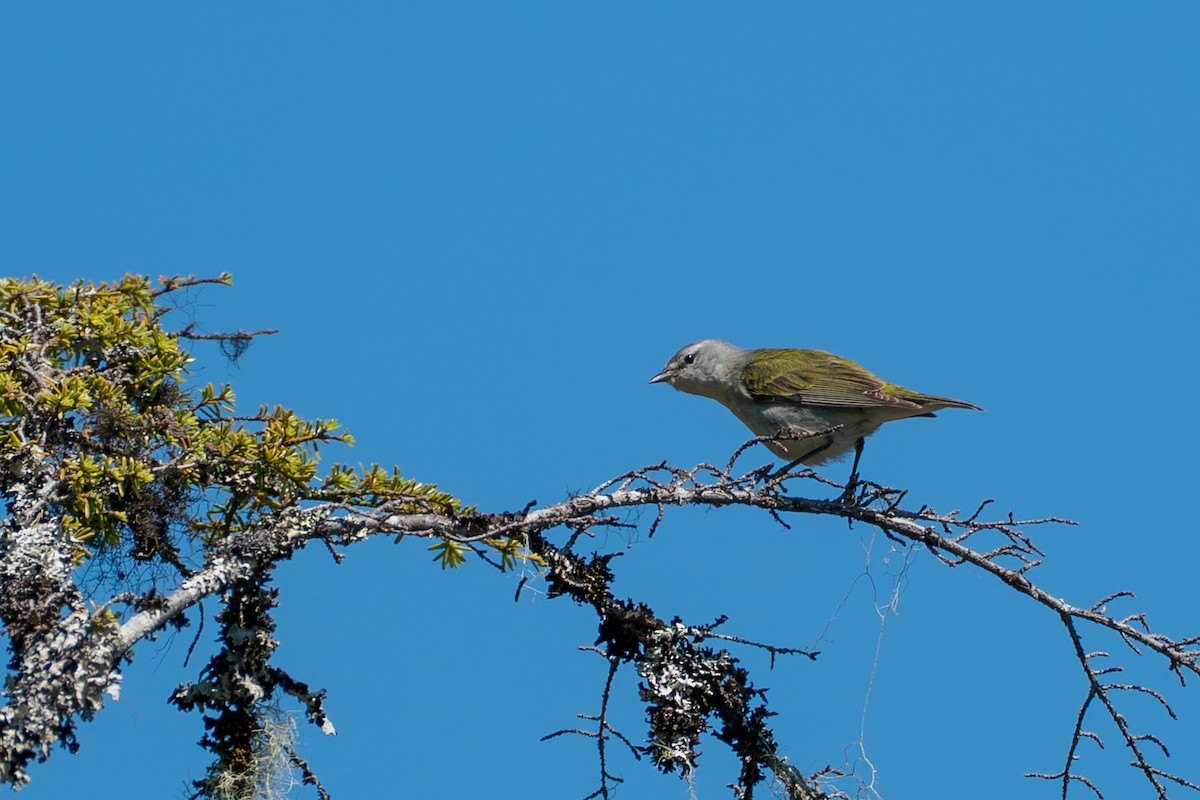 Червоїд світлобровий - ML646394888