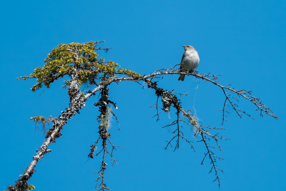 Червоїд світлобровий - ML646394891