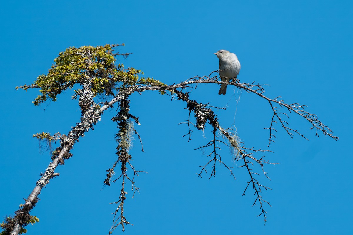 Червоїд світлобровий - ML646394892