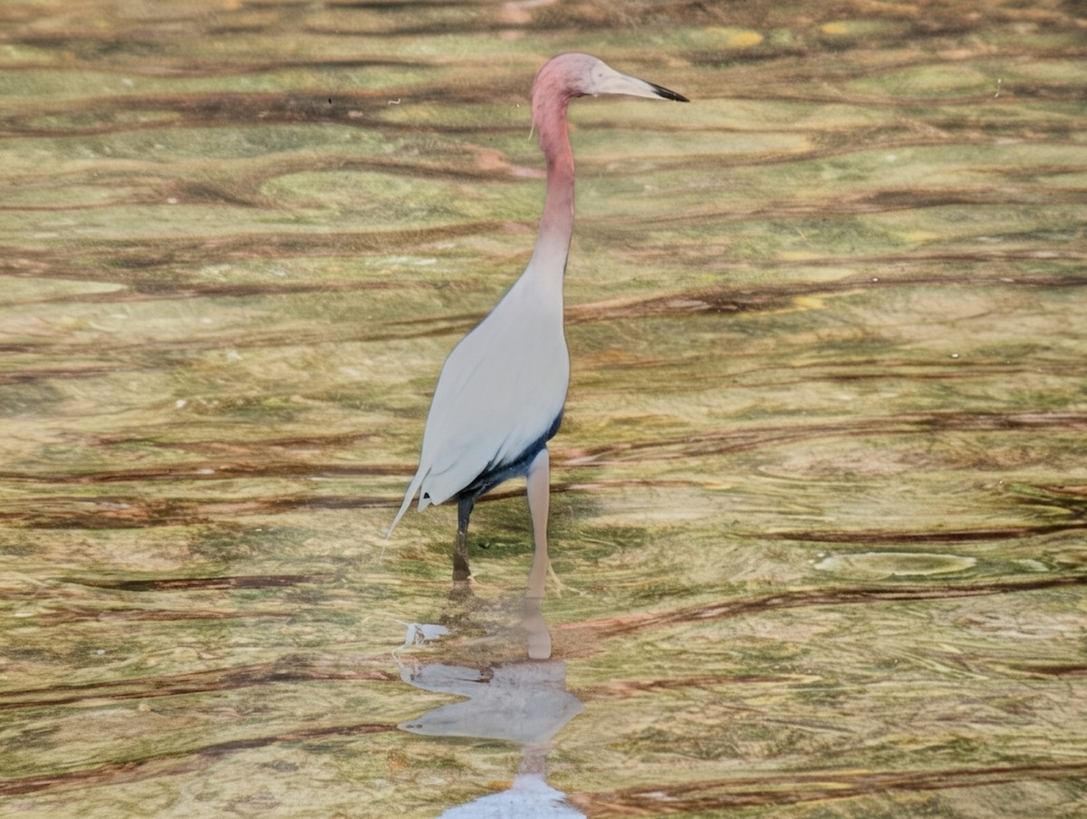 Little Blue Heron - ML646394893