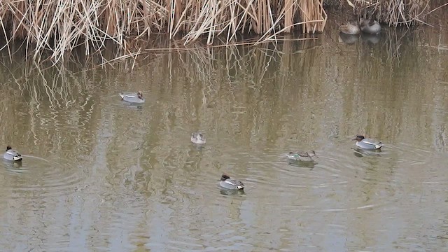 krikkand - ML646394895