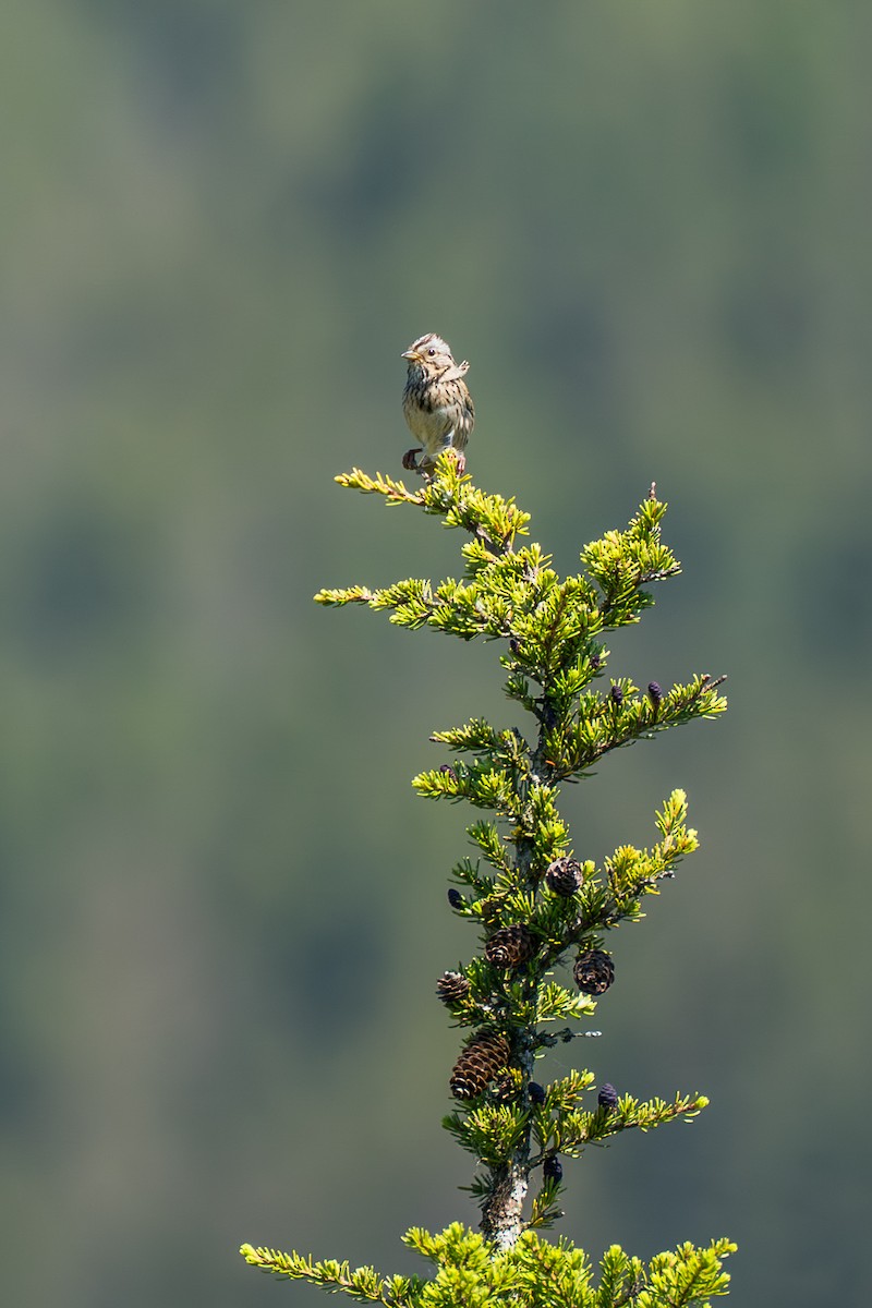 strnadec pruhohlavý - ML646394897