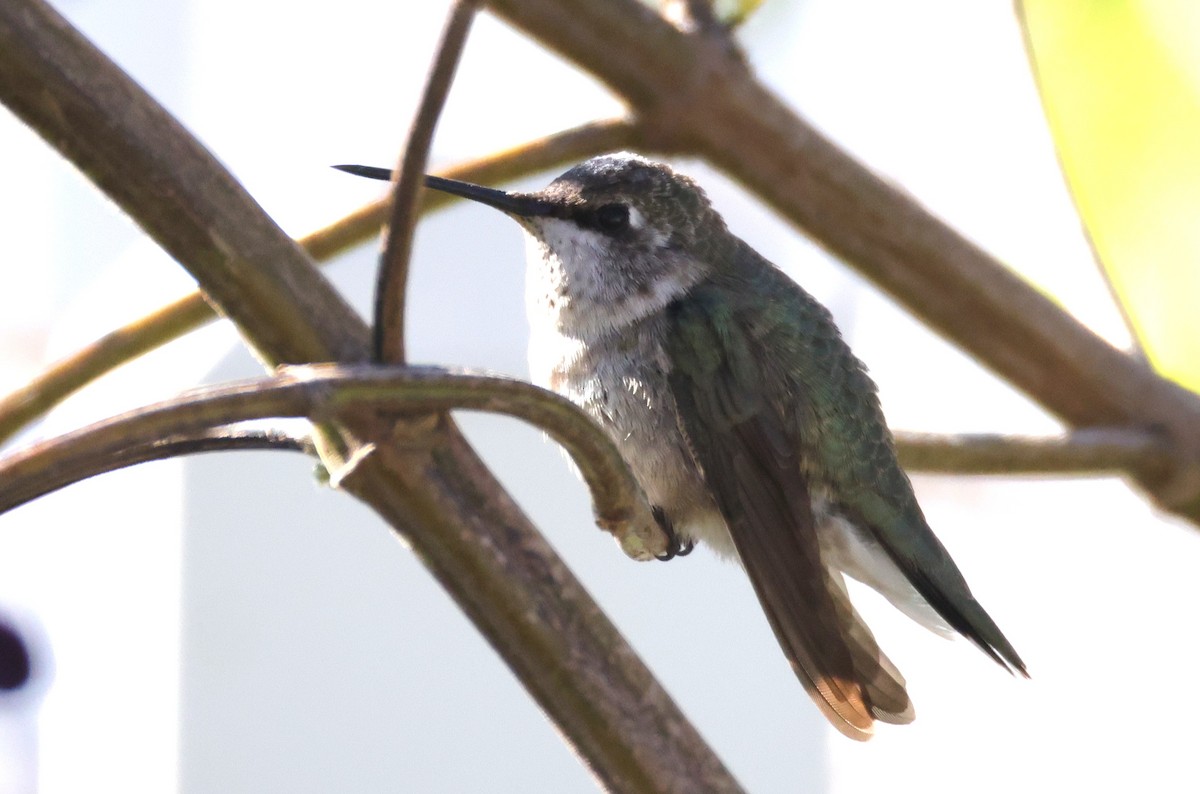 Black-chinned Hummingbird - ML646394898