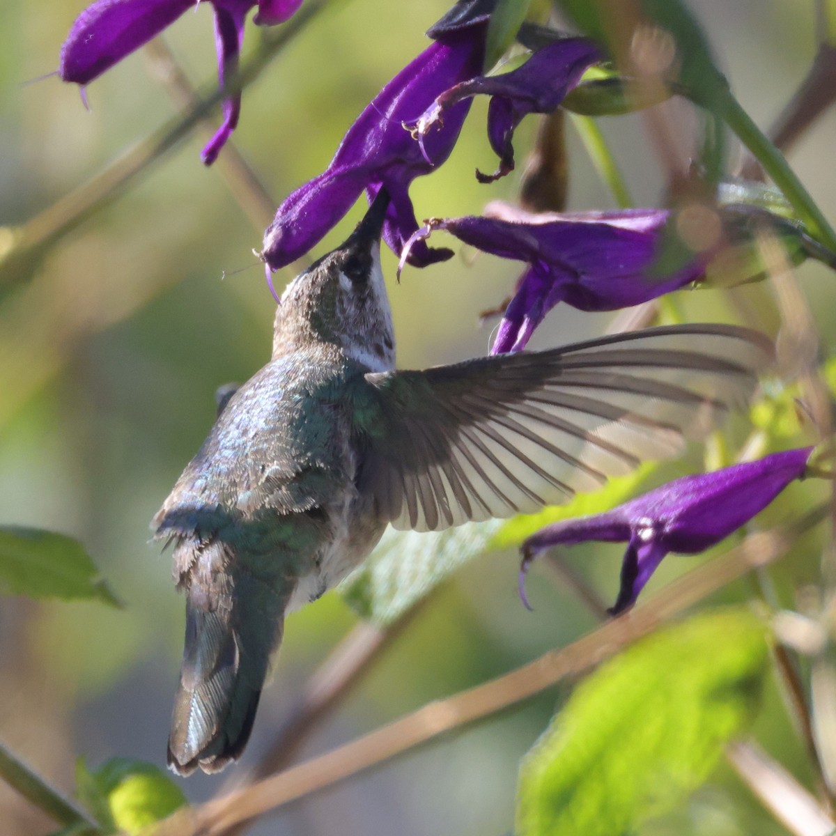 Black-chinned Hummingbird - ML646394899