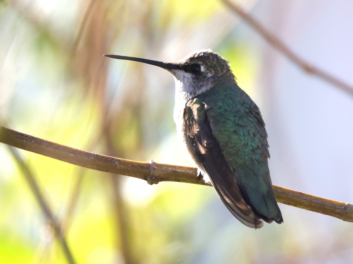 Black-chinned Hummingbird - ML646394900